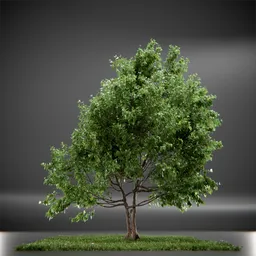 Tree Vine Maple Animated