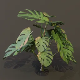 Monestera Plant Grown Var