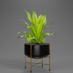 Modern Bird’s Nest Fern Planter