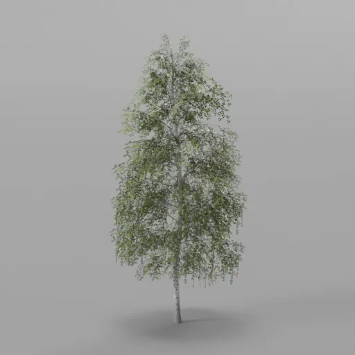 Tall Dense Birch