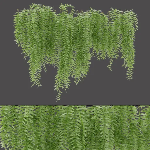 Green Trailing Plant