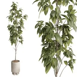 Ficus