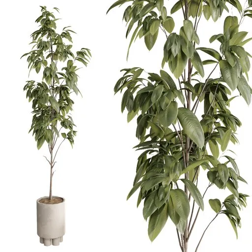 Ficus