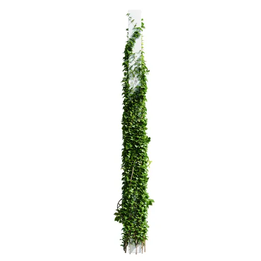 Plants Hanging On Pillars