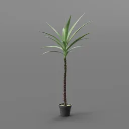 Tall Potted Tropical Plant