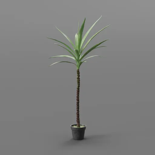 Tall Potted Tropical Plant