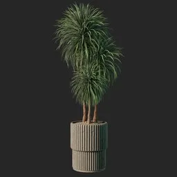 Plant