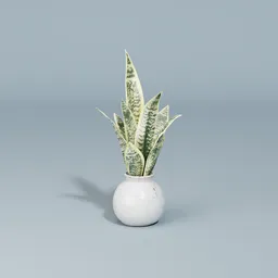 Snake plant in a round ceramic pot
