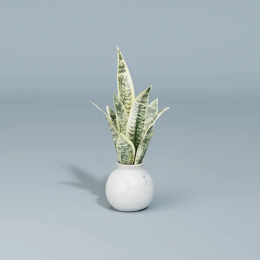 Snake plant in a round ceramic pot