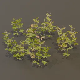 Geum Urbanum Weed Herbal Plant Small