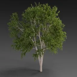 European Beech Tree Summer