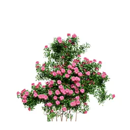 Climbing Roses Wall Pink