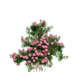 Climbing Roses Wall Pink