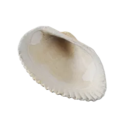 River Shell