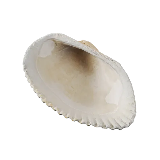 River Shell