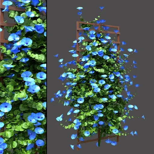 Blue Morning Glory Trellis
