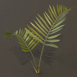 Alexandra Palm Plant Tiny