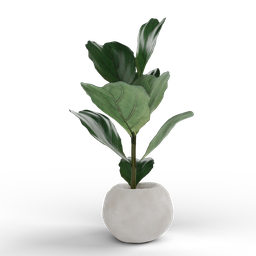 Alt text: "3D model of Ficus Lyrata plant in a white vase with a black background, made with Blender 3D software using vertex group. Featuring many fig leaves and overgrown with aquatic plants. Ideal for nature indoor renderings."