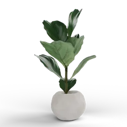 Alt text: "3D model of Ficus Lyrata plant in a white vase with a black background, made with Blender 3D software using vertex group. Featuring many fig leaves and overgrown with aquatic plants. Ideal for nature indoor renderings."
