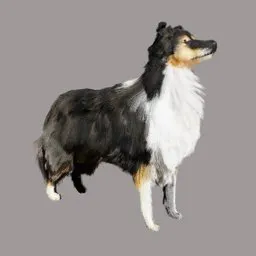 Detailed Shetland Sheepdog 3D model suitable for Blender outdoor scenes, showcasing realistic fur texture and anatomy.