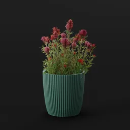 Plant Paintbrush Flower Potted