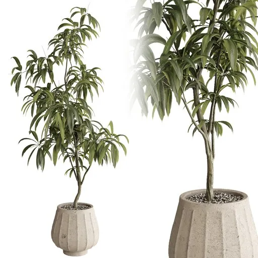 Ficus