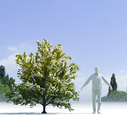 Tree Orange Choisaya