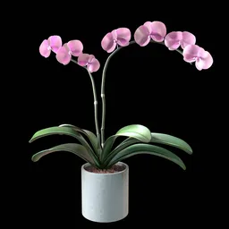 Phalaenopsis Orchid flower