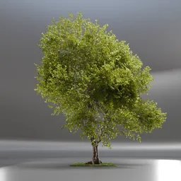 Tree Jungle Animated