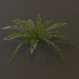 Wild Fern Medium Var