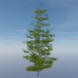 Evergreen Tree Alpha Plane 2