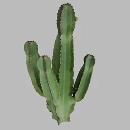 Photoscan cactus