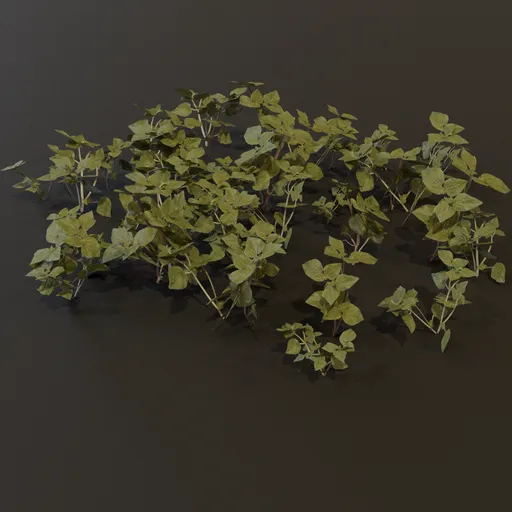 Ground Cover Grass Patch GN