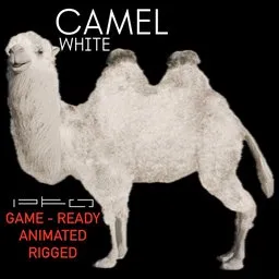 White Camel
