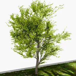Tree Yoshino cherry- Dense tree