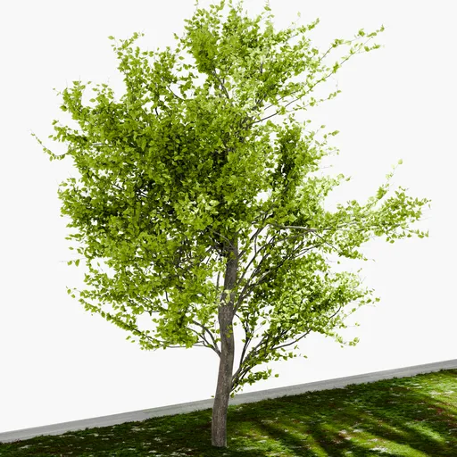 Tree Yoshino cherry- Dense tree