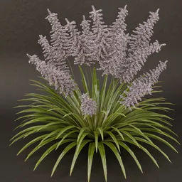 SJ-Velvet Mist Shrub