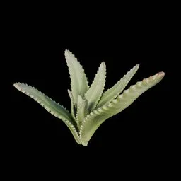 Desert Bush