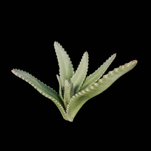 Desert Bush
