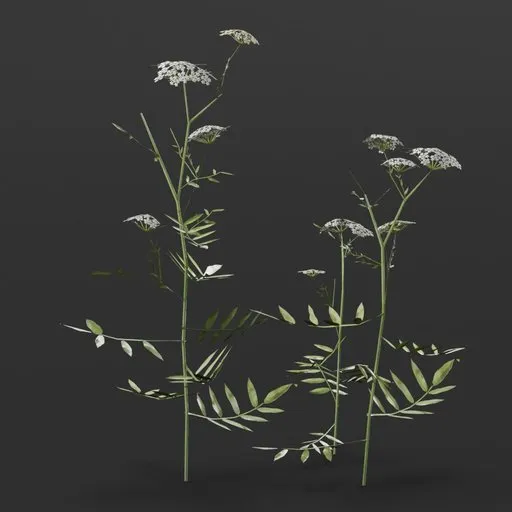 Realistic 3D model of Lapland Poppy plants, ideal for enhancing virtual game scenes and 3D environments.