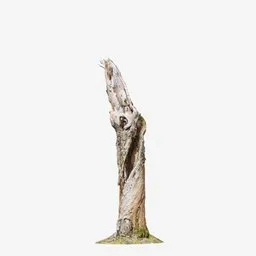 "Discover a high-quality 3D model of a dead tree stump, perfect for Blender 3D projects. Made using photogrammetry and featuring 4K textures, this model captures gnarly driftwood and cherished trees in stunning detail. Ideal for formalist and naturalist sculptures, with transparent backgrounds and uncompressed PNG files available."