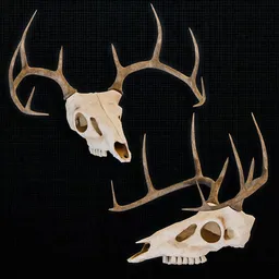 Deer Skull with Antlers