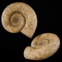 Sandstone Ammonite Fossil