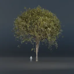 Oak Tree - Thin Trunk (Spring)