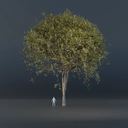 Oak Tree - Thin Trunk (Spring)