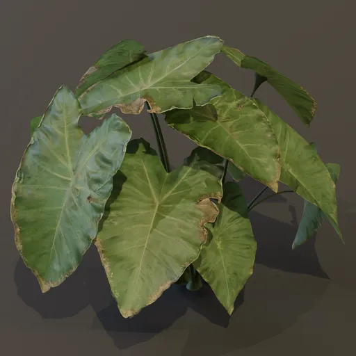 Elephant Ear Taro Plant Large Var