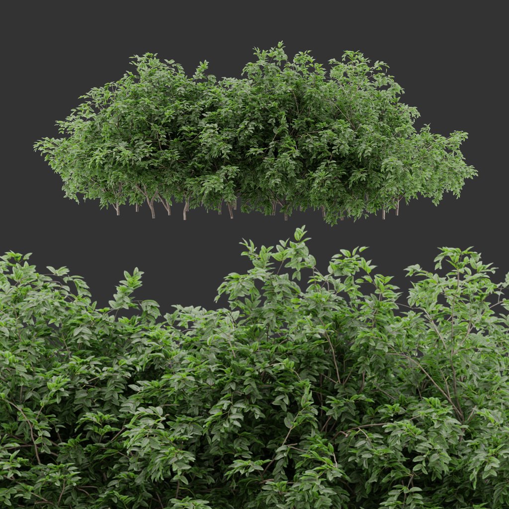Multiple bush Plant | Outdoor Plants models | BlenderKit