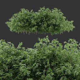 Multiple bush Plant