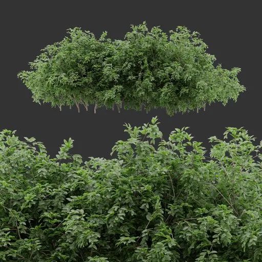 Multiple bush Plant