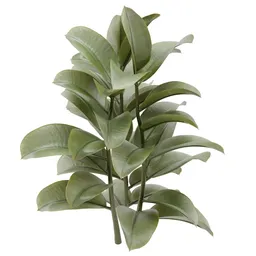 AQ-Multiple Ficus Plant 02